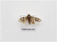 藏品(夙舟蛾屬)的圖片